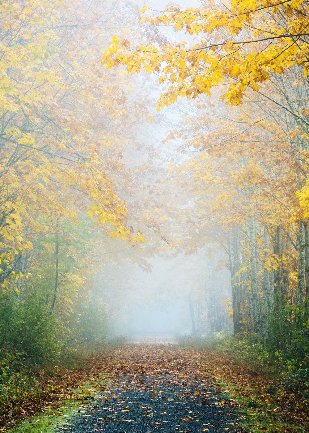 forest trail.jpg